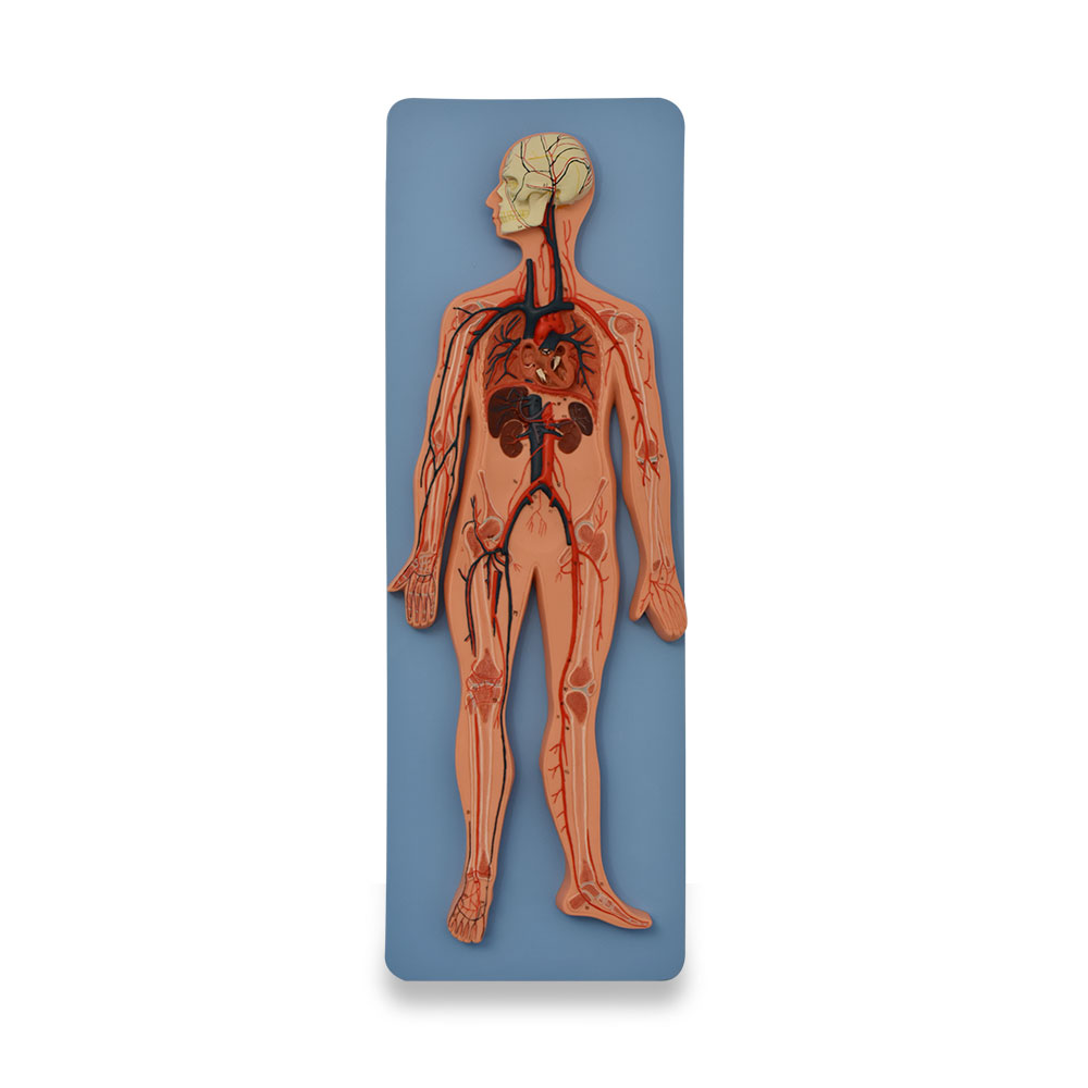 Sistema circulatorio humano