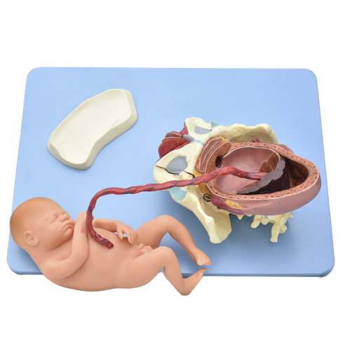 Modelo anatomico de demostracion de parto