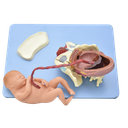 Modelo anatómico de demostración de parto