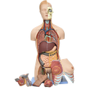 Torso con músculos bisexual