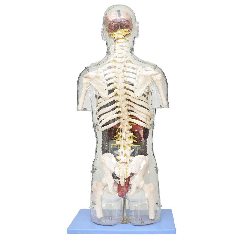Torso transparente con órganos internos