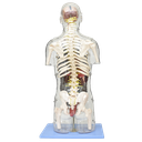 Torso transparente con órganos internos