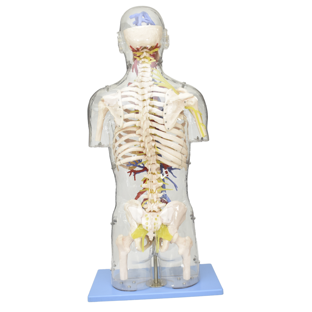 Torso transparente con estructuras neuronales y vasculares