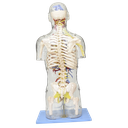 Torso transparente con estructuras neuronales y vasculares