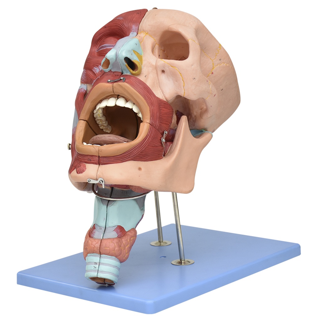 Sistema respiratorio con cavidades oral, nasal, faringe y laringe