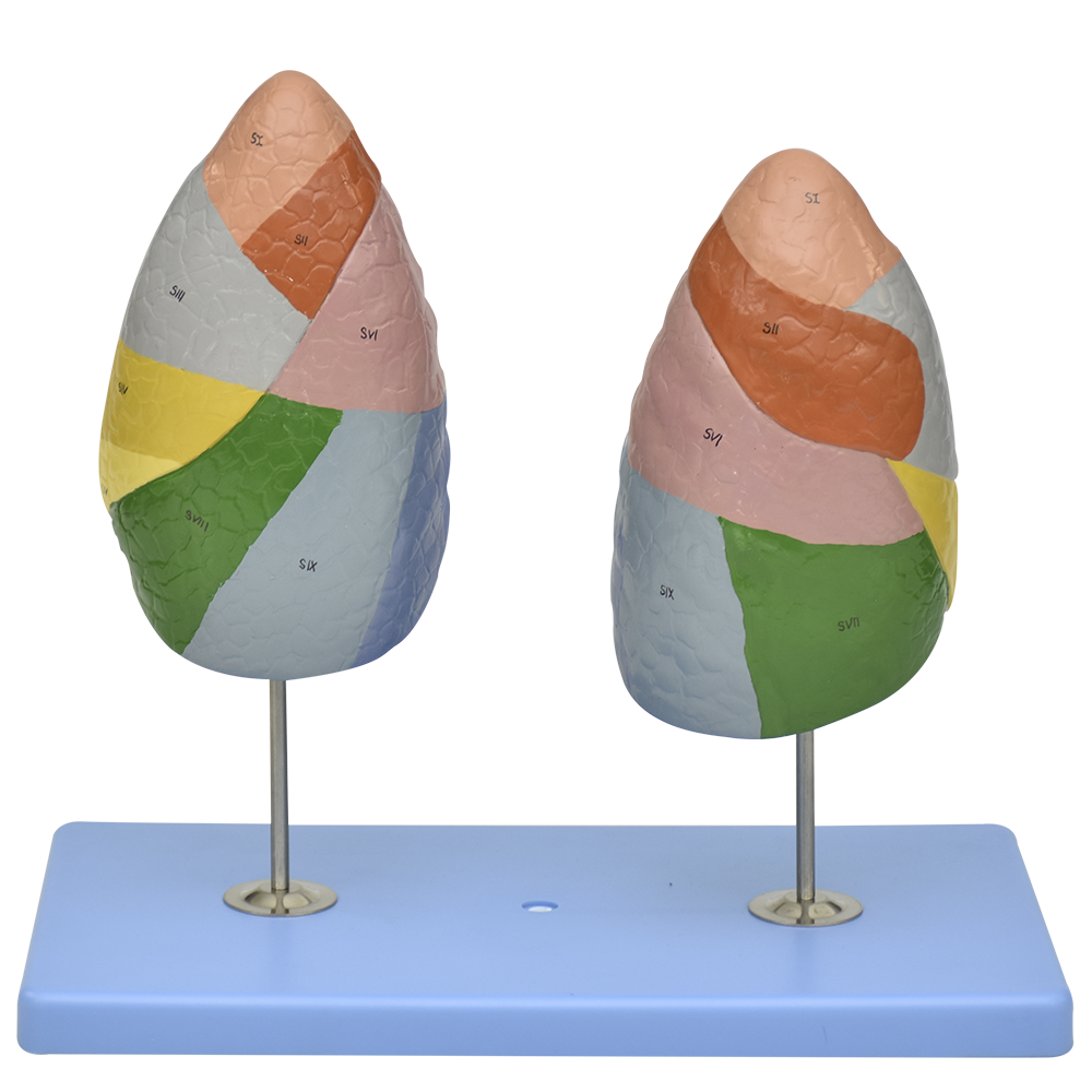 Modelo anatómico de segmentos pulmonares