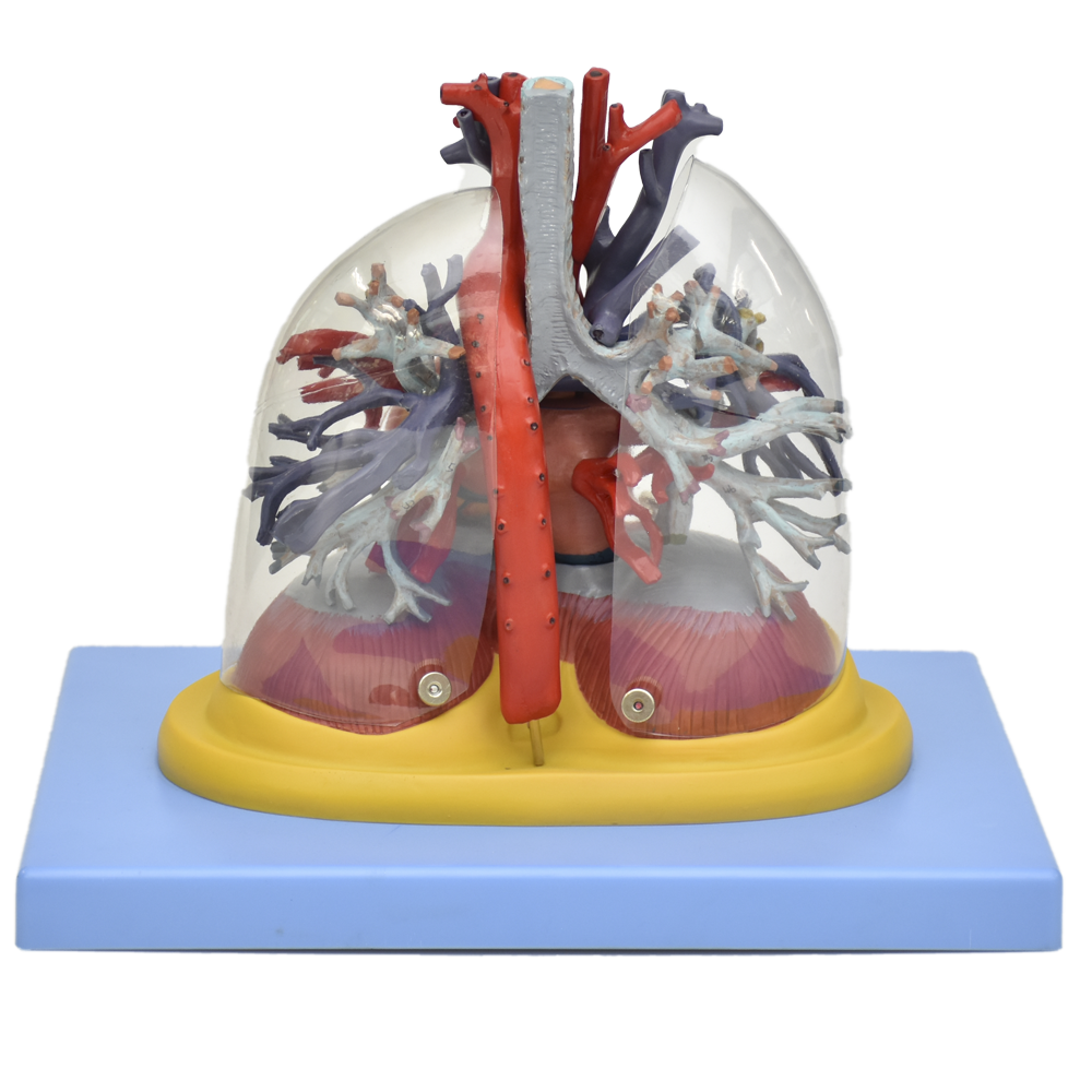 Pulmon transparente, traquea y arbol bronquial con corazon