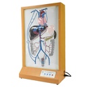 Circulación eléctrica compensatoria de la vena porta