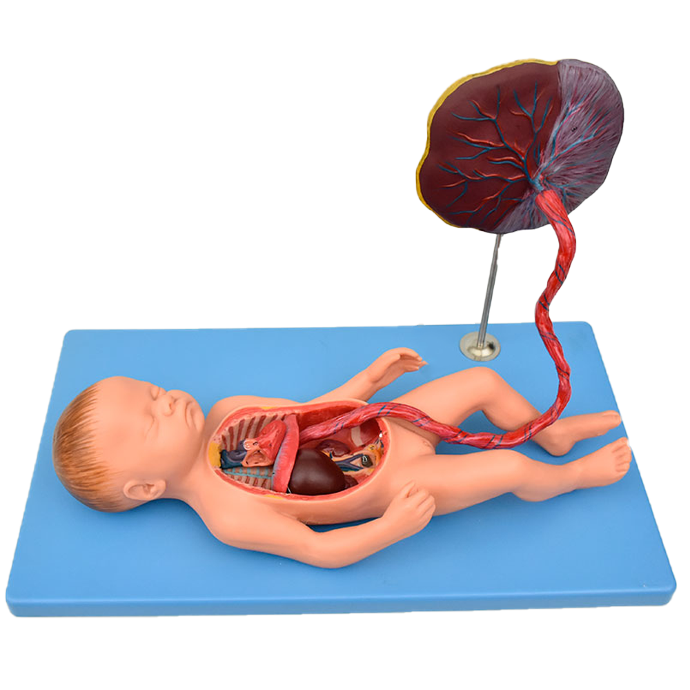 Modelo anatómico de feto con placenta