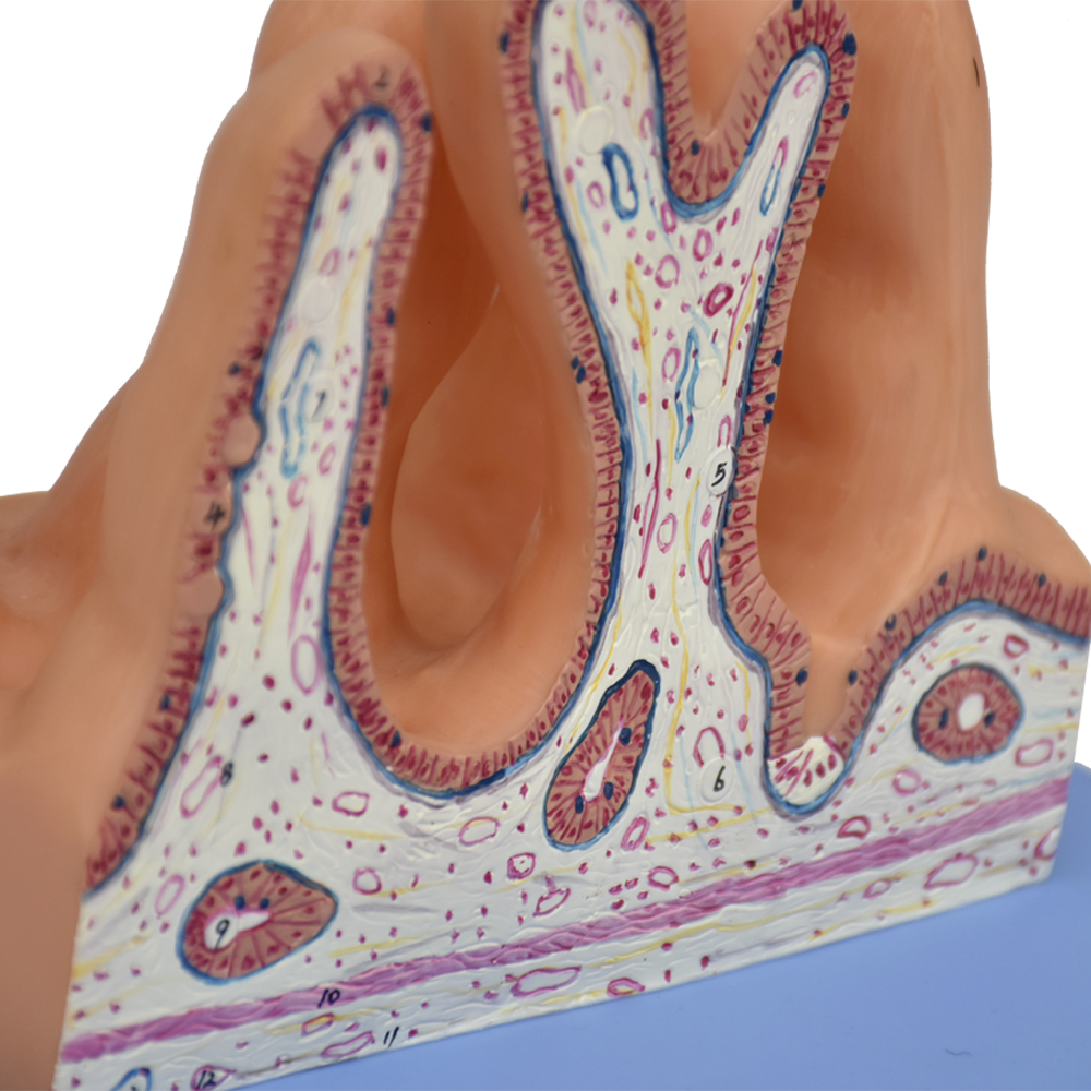 Modelo anatómico de la superficie interna del yeyuno