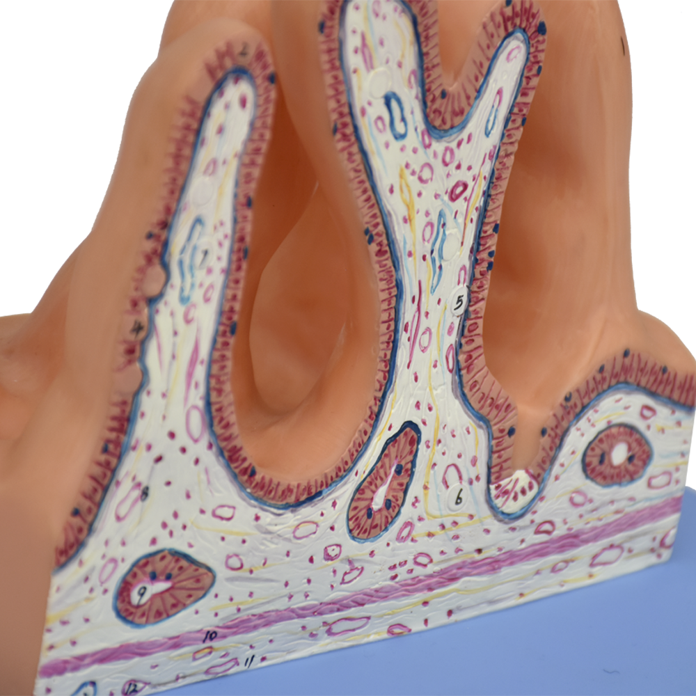 Modelo anatomico de la superficie interna del yeyuno