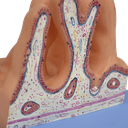 Modelo anatómico de la superficie interna del yeyuno