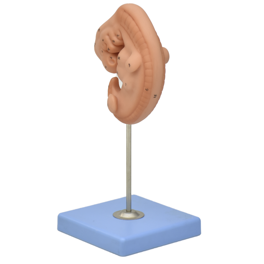 Modelo anatómico de embrión