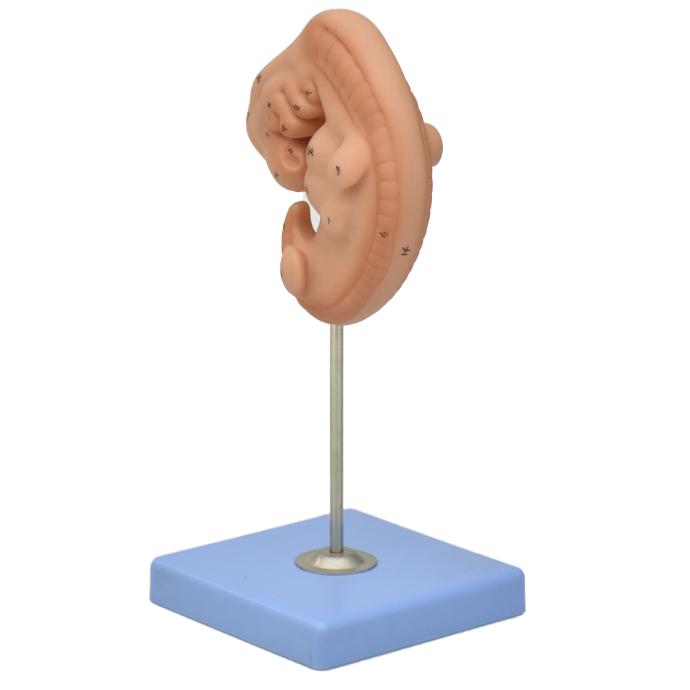 Modelo anatomico de embrion