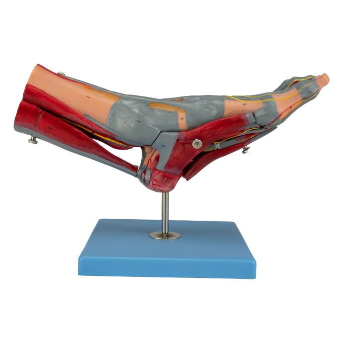 Pie con músculos, vasos y nervios