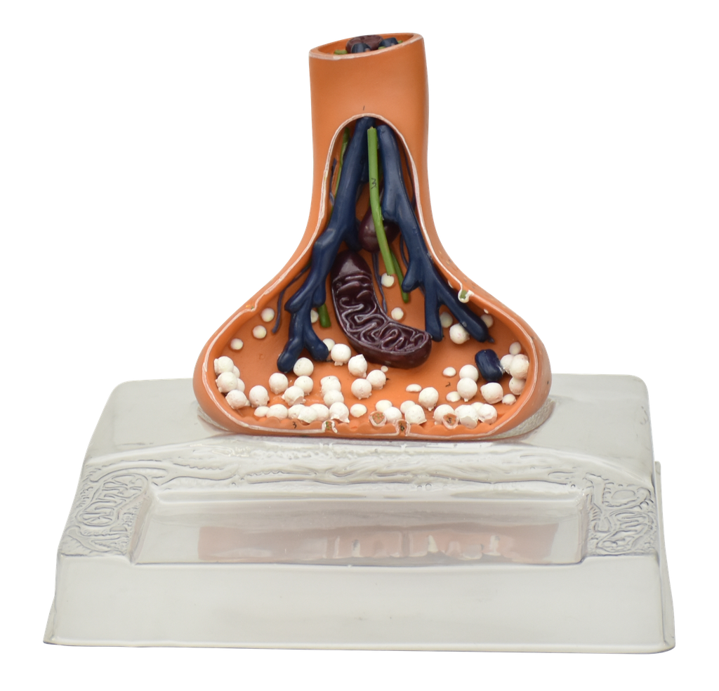 Modelo anatomico de sinapsis