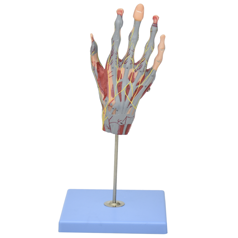 Mano con musculos, nervios y vasos sanguineos
