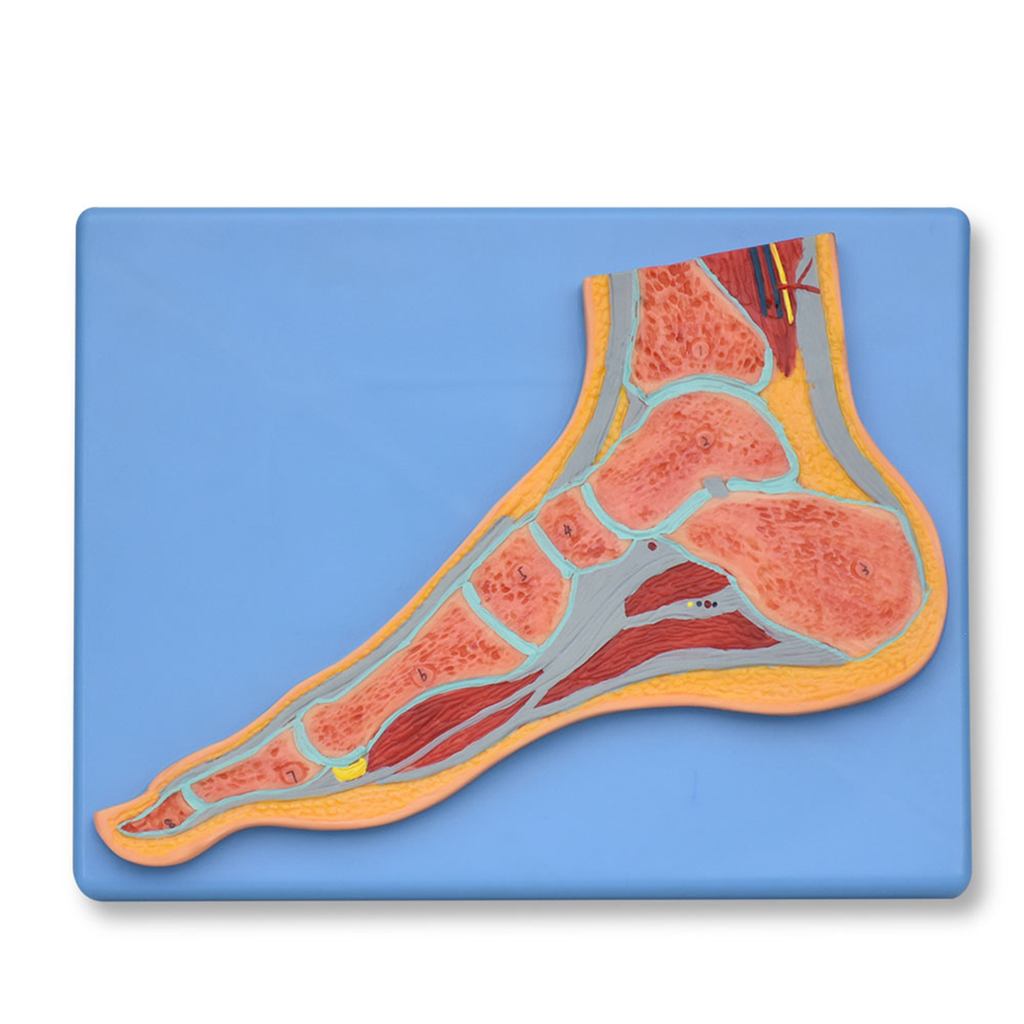 Modelo anatomico de pie seccionado