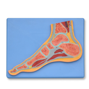 Modelo anatómico de pie seccionado