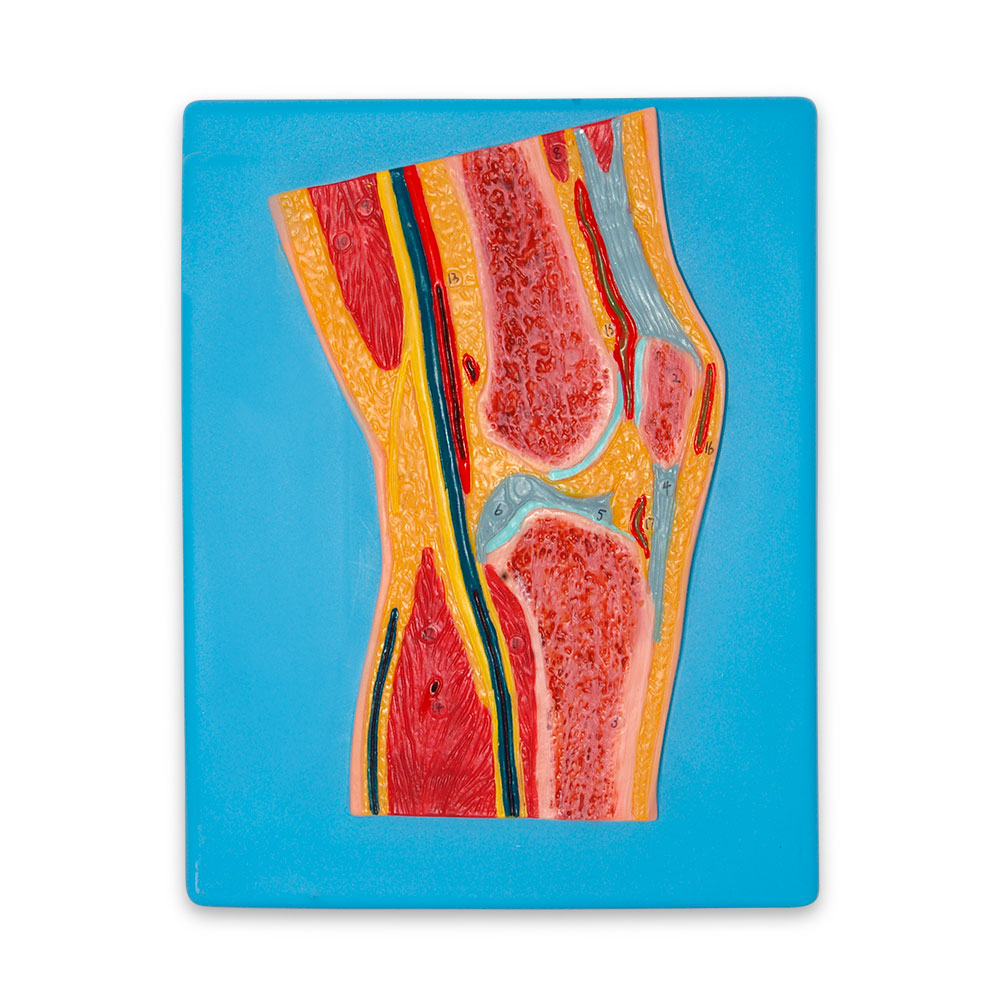 Modelo anatómico de rodilla seccionada