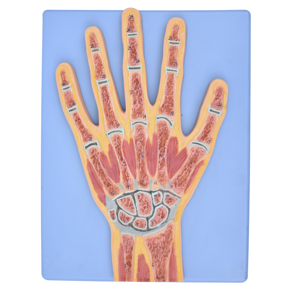 Modelo anatomico de mano seccionada
