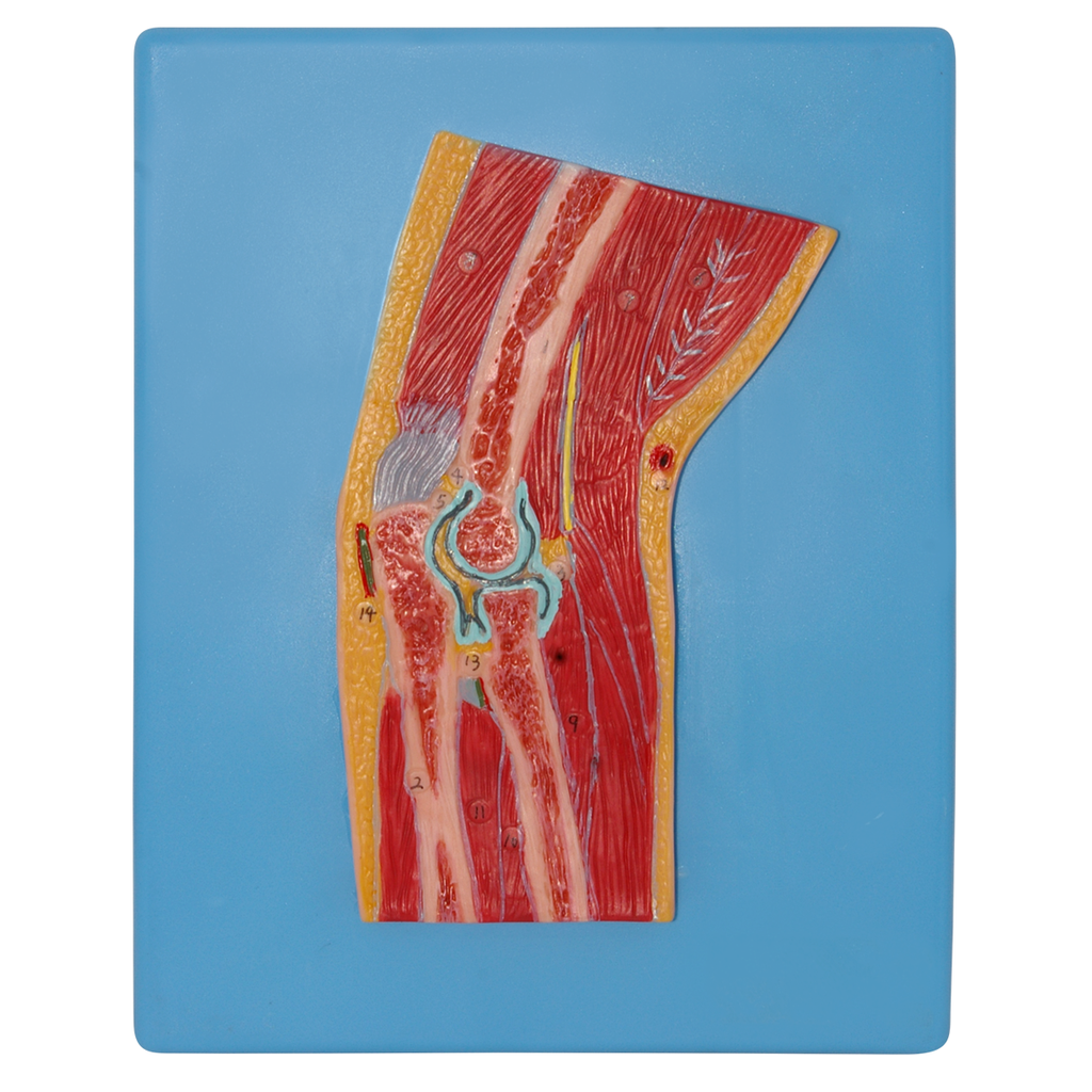 Modelo anatomico de codo seccionado