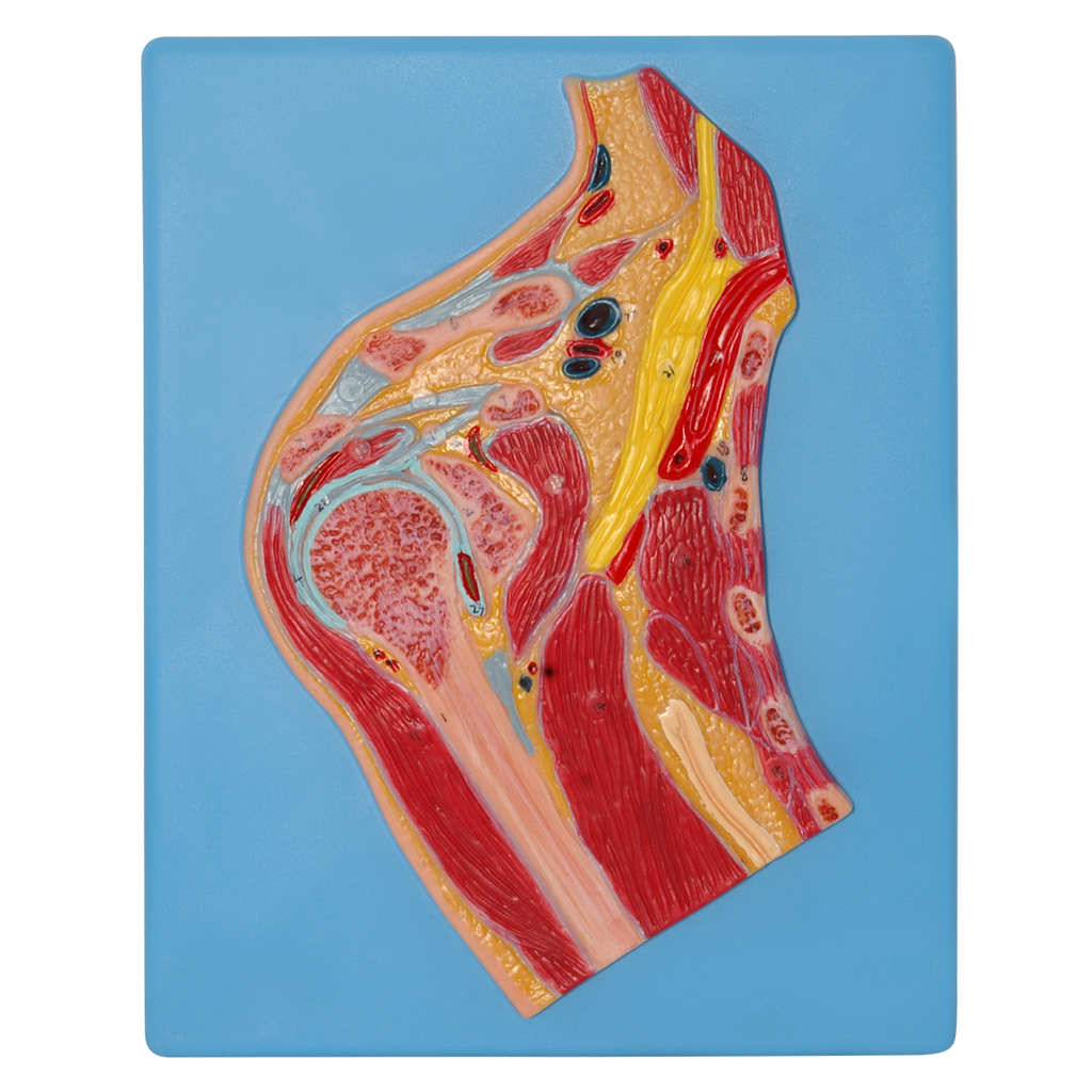 Modelo anatomico de hombro seccionado