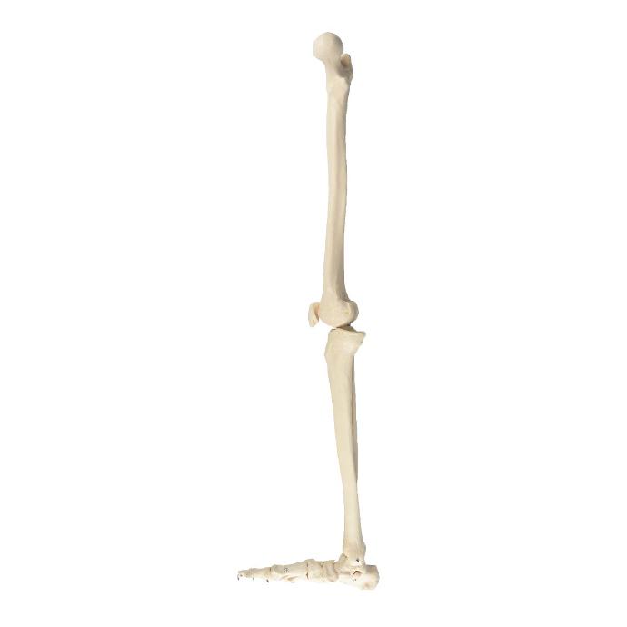 Pierna ósea con pie derecho