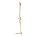 Pierna ósea con pie derecho