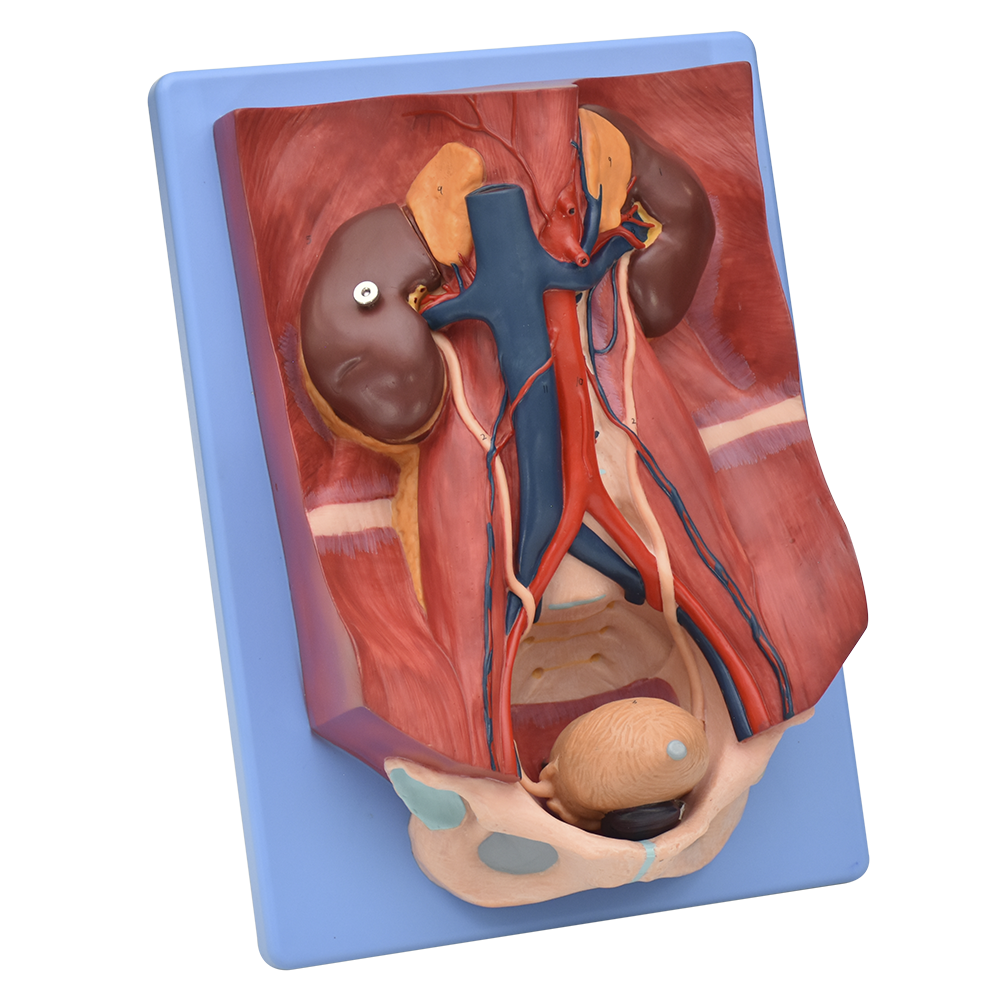 Modelo anatomico del sistema urinario