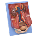 Modelo anatómico del sistema urinario