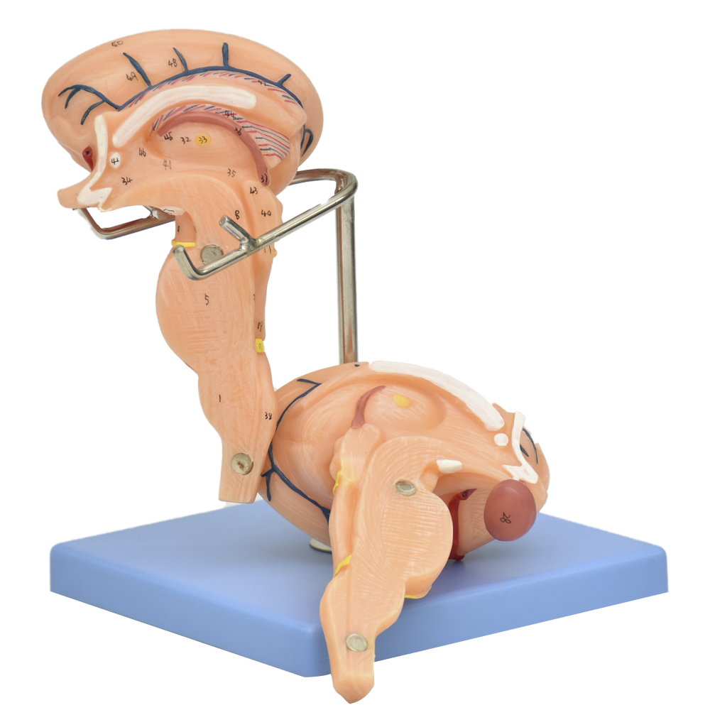 Modelo anatómico del tronco cerebral