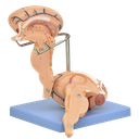 Modelo anatómico del tronco cerebral