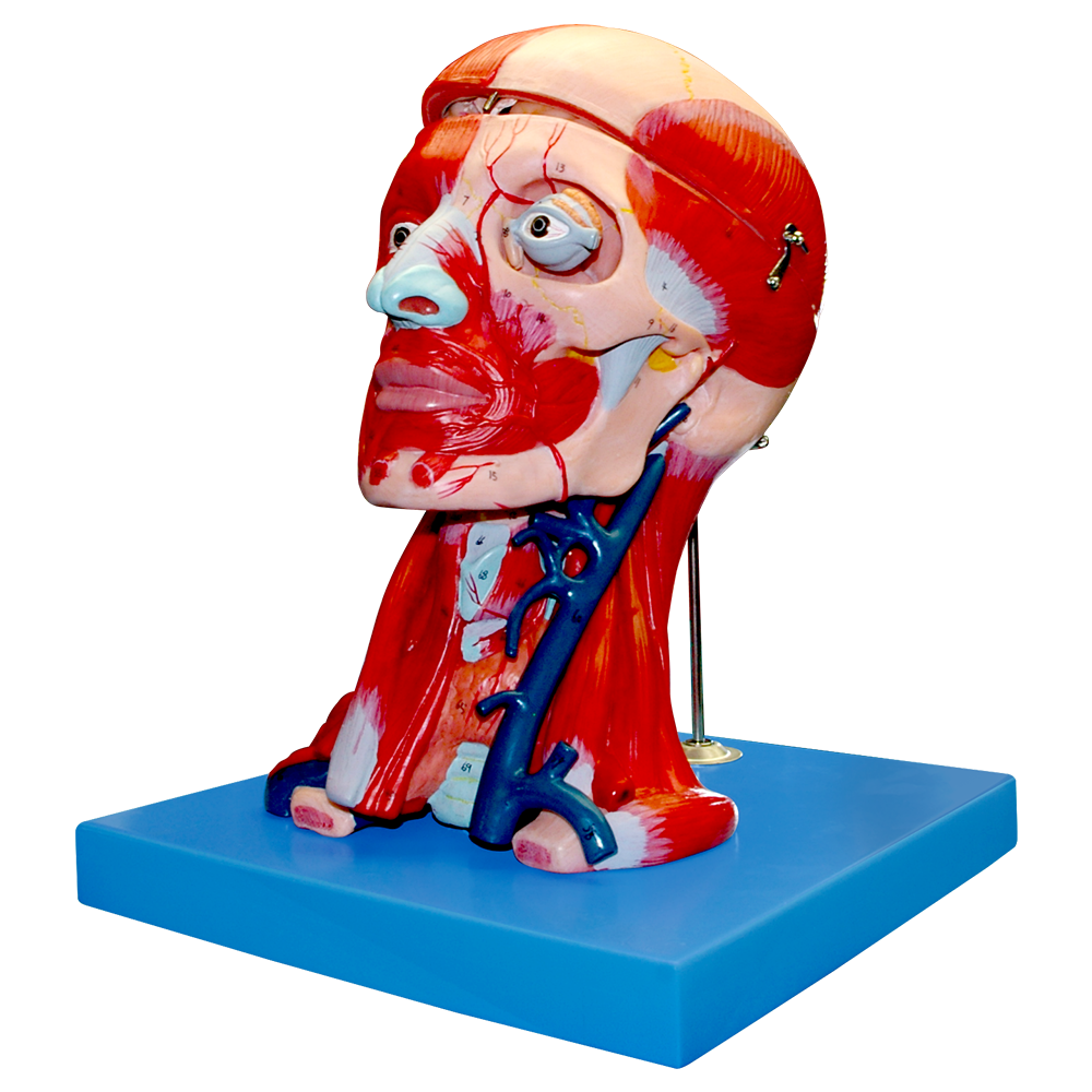 Musculatura de la cabeza y cuello