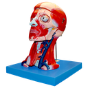 Musculatura de la cabeza y cuello