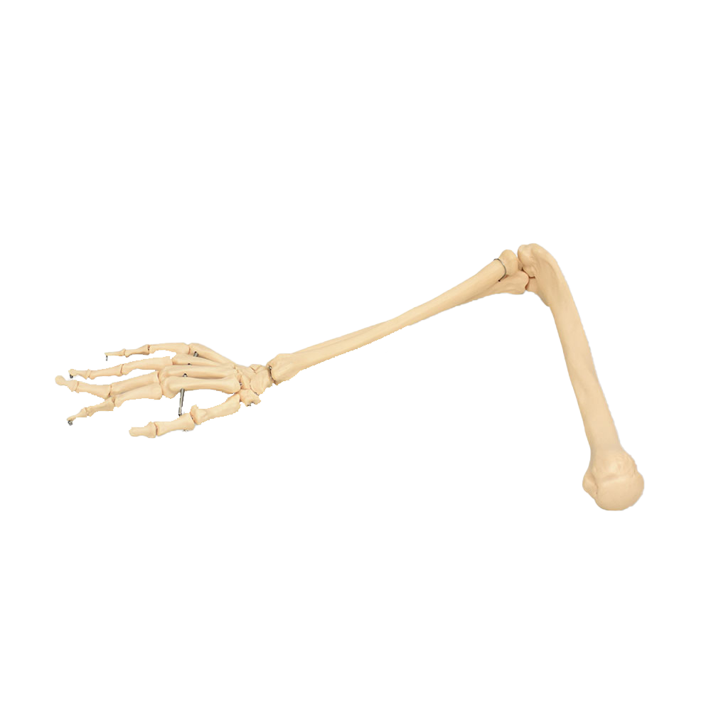 Brazo óseo con mano derecha