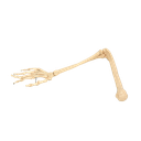Brazo óseo con mano derecha