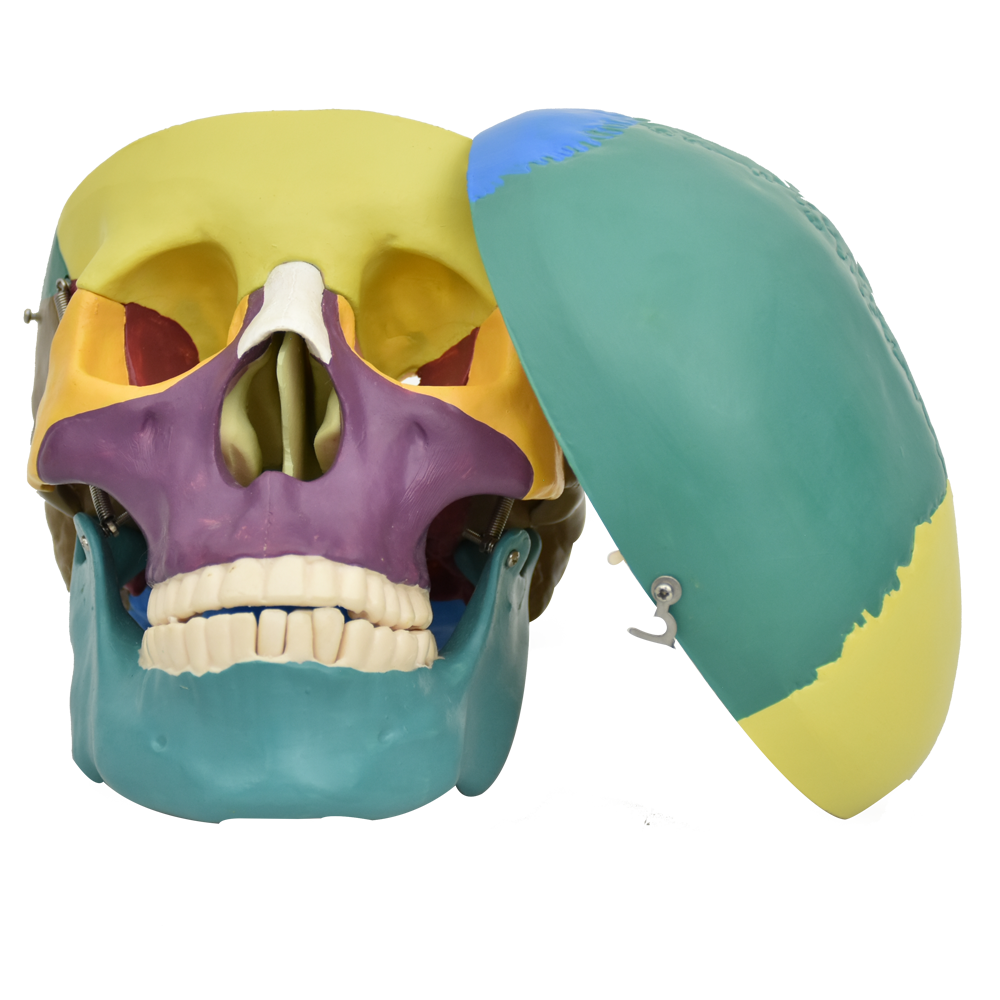 Cráneo humano con colores