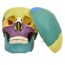 Cráneo humano con colores