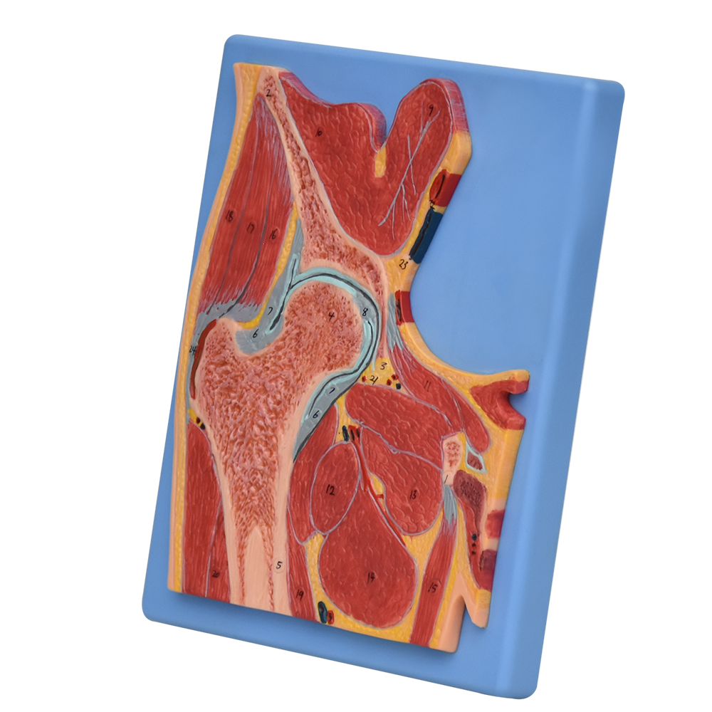 Modelo anatomico de cadera seccionada