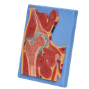 Modelo anatómico de cadera seccionada