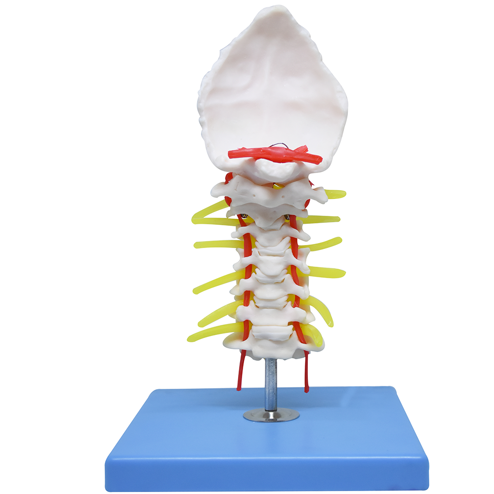 Vértebra cervical