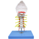 Vértebra cervical