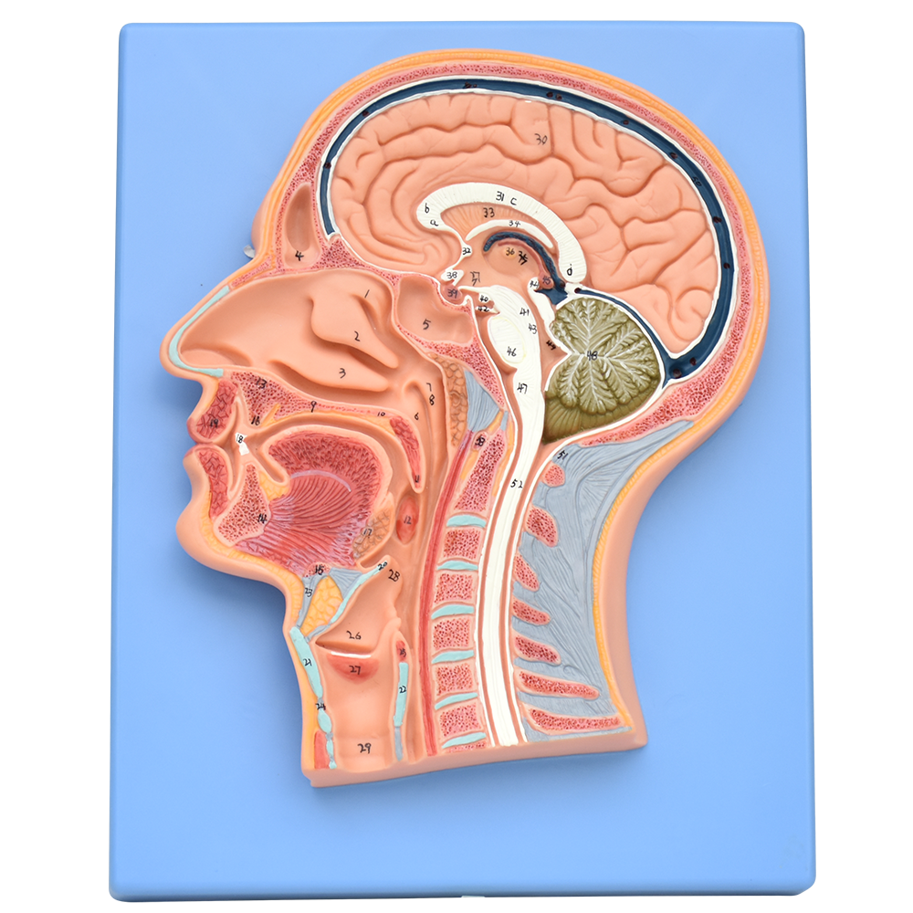 Corte sagital de la cabeza