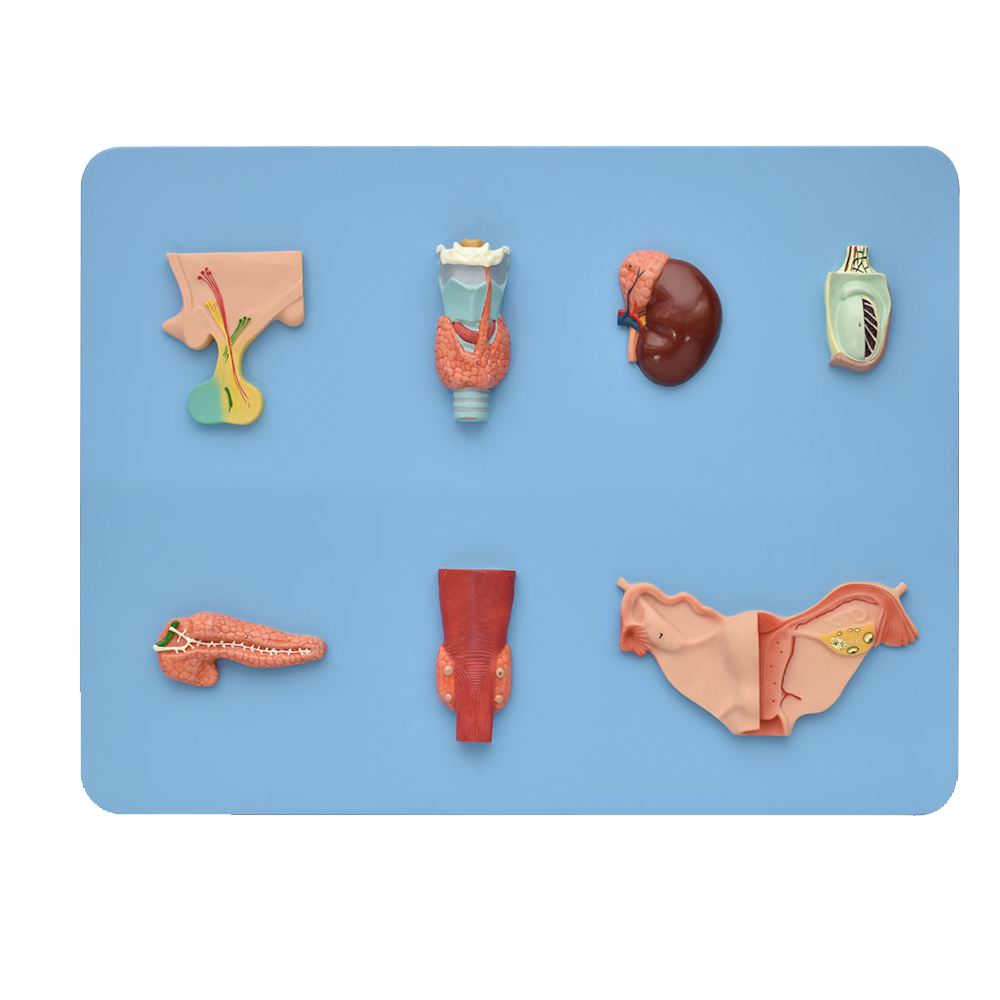 Modelo del sistema endocrino