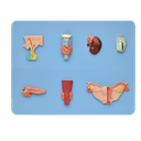 Modelo del sistema endocrino