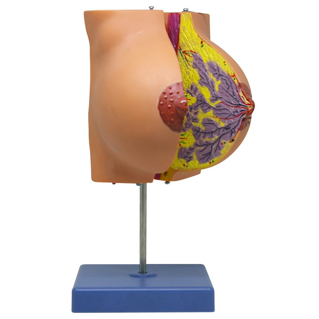 Glándula mamaria en periódo de reposo