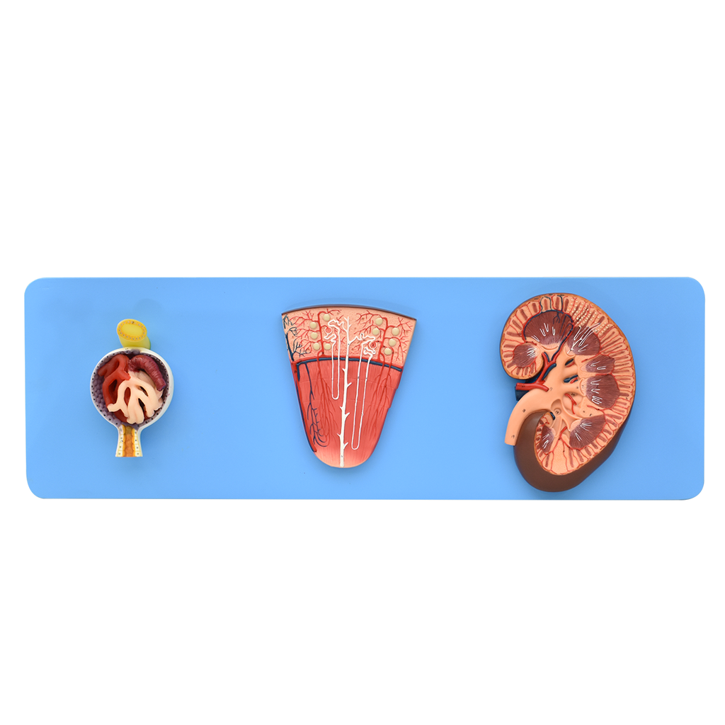 Riñón, nefrona y glomérulo