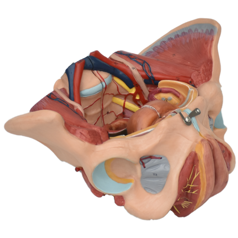 Pelvis femenina con órganos reproductores, nervios vasculares y músculos