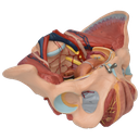 Pelvis femenina ósea con órganos